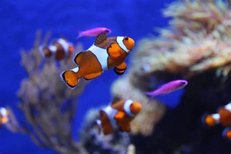 11 Best Clownfish Tank Mates for Different Tank Size (2023)