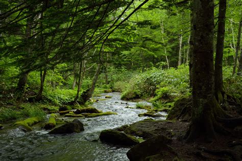 Running water,and green trees forest photography during daytime, hokkaido HD wallpaper ...