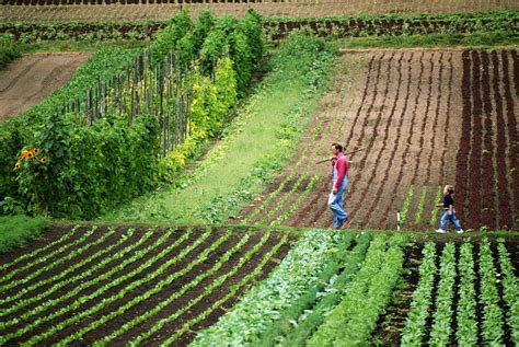 How to Design Your Small Farm From the Ground Up | Farm plans, Small ...