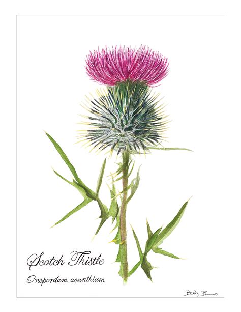 Scottish Thistle Botanical Watercolor Print | Etsy