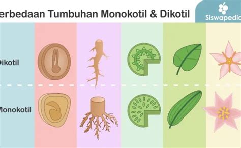 Perbedaan Tumbuhan Monokotil Dan Dikotil Ipa Smp Kelas 9 – Otosection