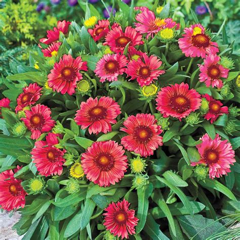 Red Gaillardia | Gurney's Seed & Nursery Co.