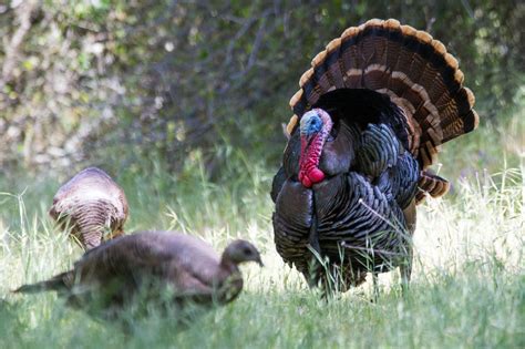 CDFW News | California’s Spring Wild Turkey Season Fast-Approaching