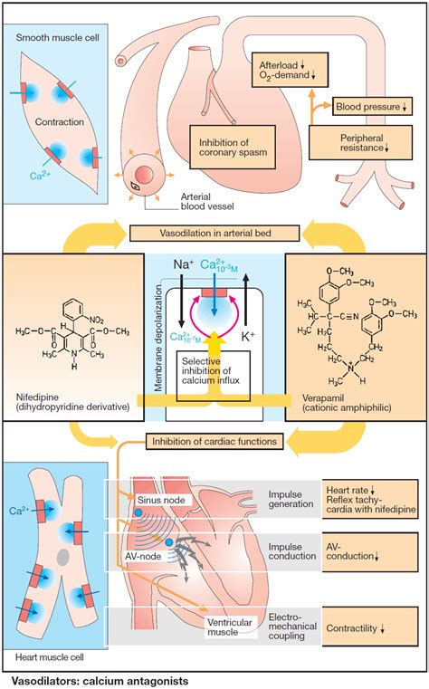 Calcium Antagonists (Ca-channel blockers) - Manual of Medicine