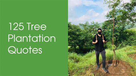 125 Tree Plantation Quotes - Ultimate List!