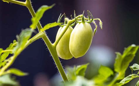 Roma tomato 🍅 🌿 Discover the secrets to growing and enjoying this favorite variety