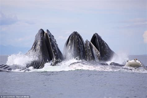 Humpback whales in feeding frenzy in Alaska's Inside Passage in Pacific Ocean | Daily Mail Online