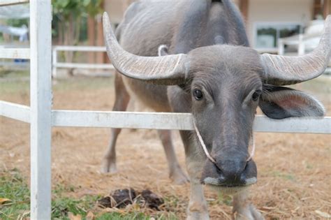 Premium Photo | Water buffalo standing in farm