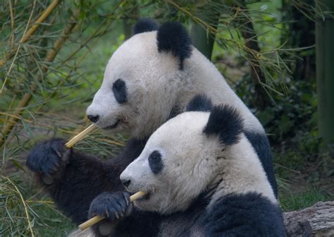 Giant Pandas in China No Longer Extinct After Decades of Conservation ...