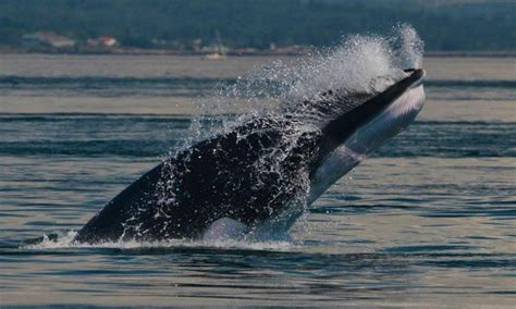 RIB Whale Watching Trips in Saint Andrews, Canada | GetMyBoat