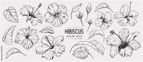 Hibiscus flower. Set of hand drawn illustration. Vector outline ...