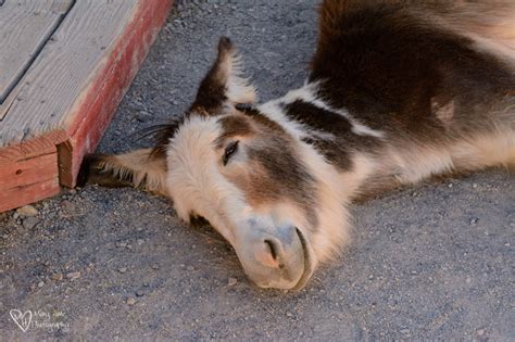 Oatman, Arizona Burros - Tales from the Backroad