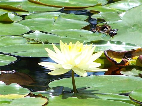 a white water lily floating on top of green leaves