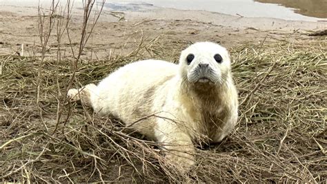 Donna Nook: Over 2,000 seals on Lincolnshire coast for birthing season