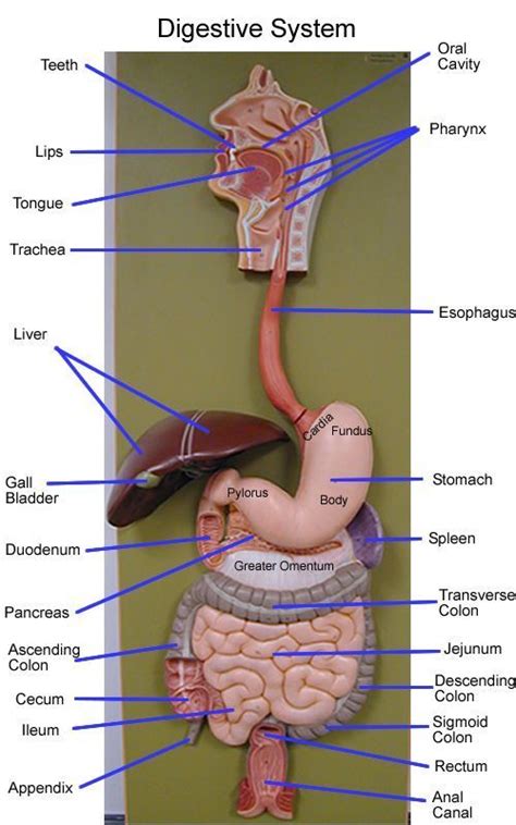 Digestive Tract Model Labeled