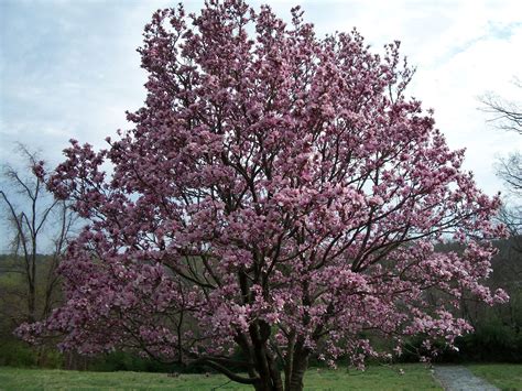 Saucer magnolia Everything Is Possible, Small Trees, Landscaping Ideas ...