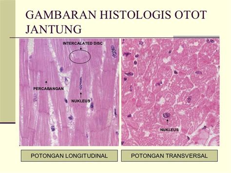 struktur histologis otot