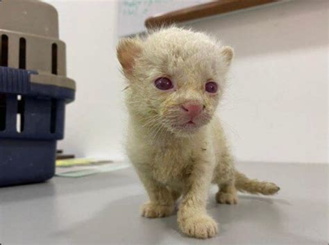 They discover the first albino ocelot in the world, a blind female ...