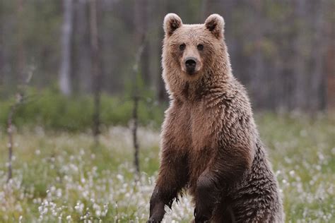 8 DATOS QUE DEBES CONOCER SOBRE EL OSO PARDO CANTÁBRICO - Sao Viajes