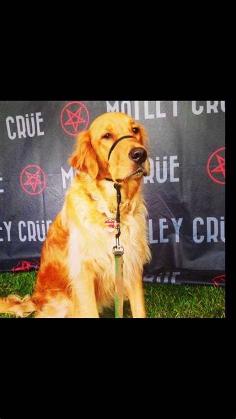 Nikki dog 2014 tour | Golden retriever, Retriever, Dogs