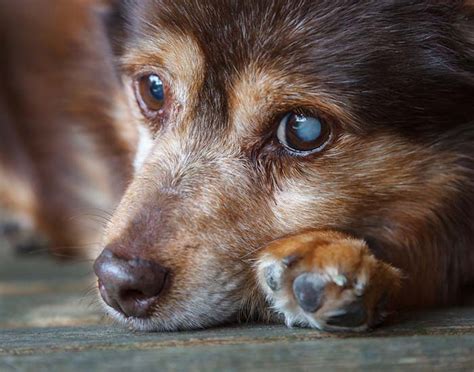 9 Most Common Dog Eye Problems To Watch Out For