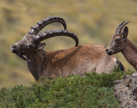 Wildlife Photography- Discover Mongolia's Wild Side