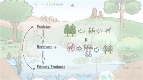 What is Trophic Cascade?