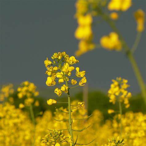 Mustard seed: Rabi harvesting season | agribazaar