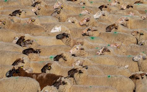 How to Handle Herding — Market Misbehavior