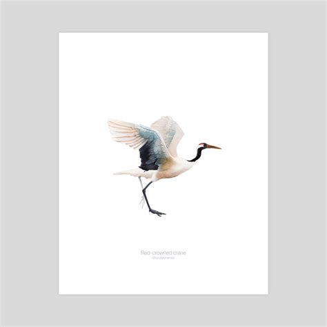 Red-crowned crane, an art print by Elzapatoverde - INPRNT