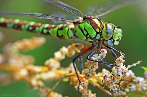 Photograph Green dragonfly by Sébastien Guéret on 500px | Dragonfly, Dragonfly dreams, A bug's life