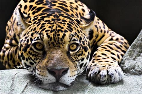 Jaguar Resting Close Up - Feline Facts and Information