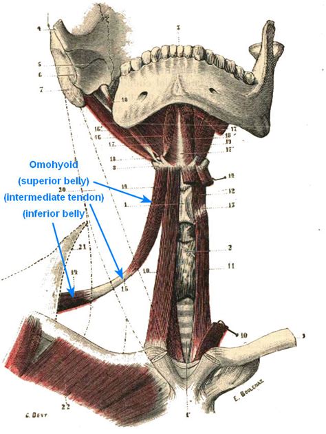 Omohyoid