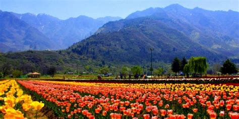 Stunning Kud Tulip Garden In Jammu & Kashmir Welcomes Visitors With ...