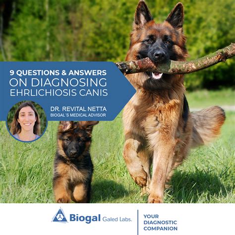 9 Questions & Answers on Diagnosing Ehrlichiosis Canis