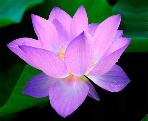 Lotus Flower Meaning Buddhism Ks2 | Best Flower Site