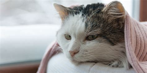 24Petwatch: Cat Colds - What You Need to Know