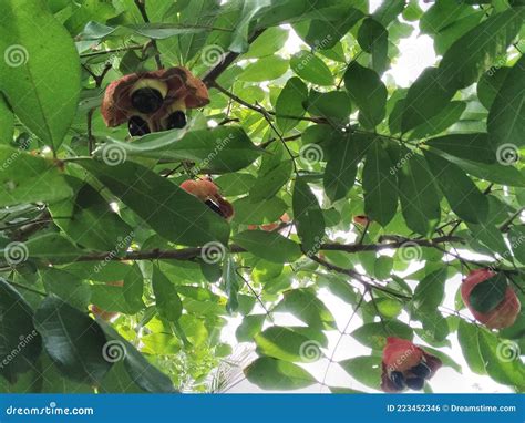 Ackee fruit tree stock photo. Image of autumn, nature - 223452346