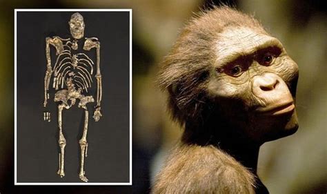 Australopithecus fossil shows human ancestors swung around trees just 3 million years ago ...