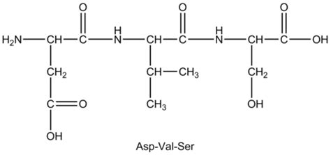 11.4: Proteins- Polymers of Amino Acids - Chemistry LibreTexts