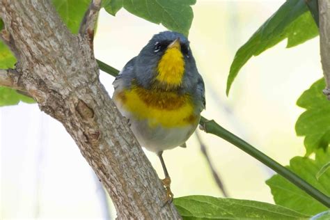 eBird Checklist - 15 May 2023 - Magee Marsh--Boardwalk - 55 species (+2 other taxa)