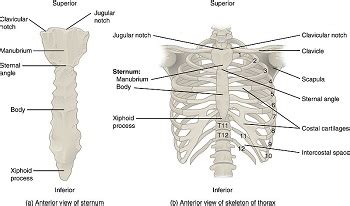 Rib Cage And Sternum