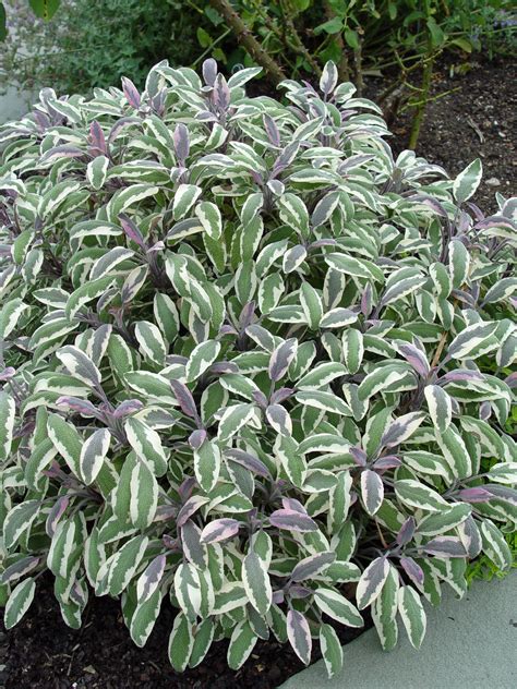 10 of the Best Variegated Plants | Garden Housecalls