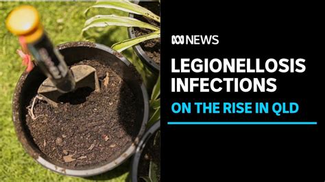 Legionella longbeachae infections on the rise in Queensland | ABC News - YouTube