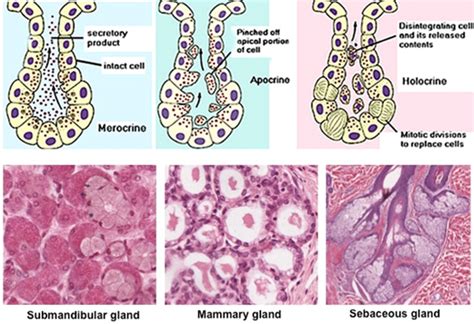 Merocrine glands