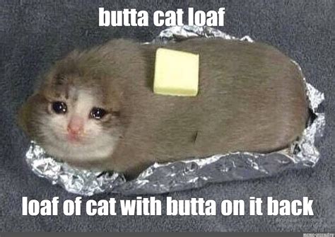 Meme: "butta cat loaf" - All Templates - Meme-arsenal.com