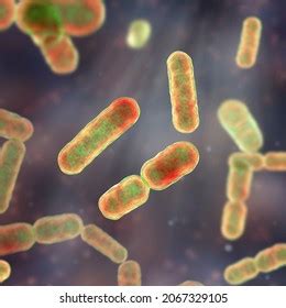 Scientific Image Bacteria Bacteroides Fragilis Other Stock Illustration ...