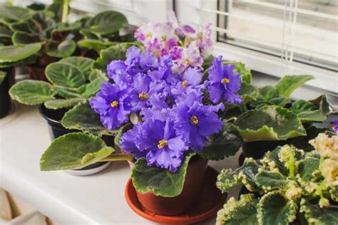 How To Prune African Violets | Houseplant Alley