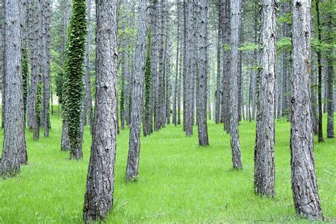 40 Species of Pine Trees You Can Grow