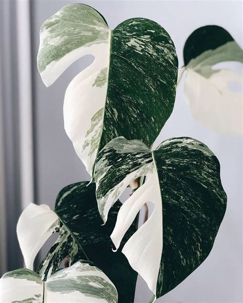 White Variegated Monstera For Sale - MONSTERA